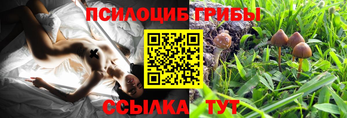 Галлюциногенные грибы Psilocybe Реутов